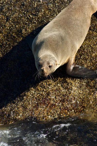stock image Seal going to the water