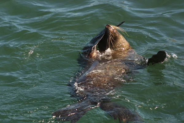 Seal swimming in the sea — Stock Photo, Image