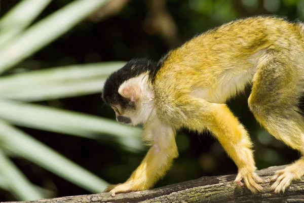Marmoset μαϊμού σε ένα υποκατάστημα — Φωτογραφία Αρχείου