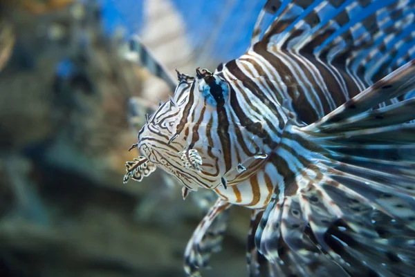 Zebra fish — Stock Photo, Image