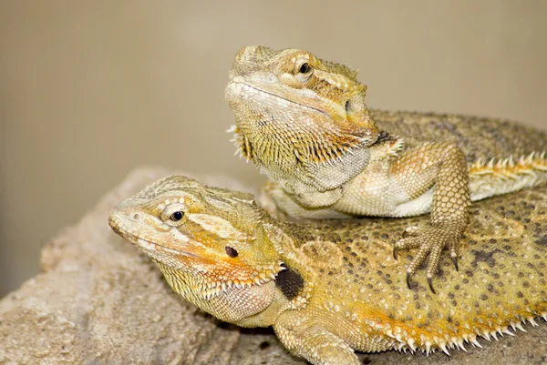 Dois lagartos castanhos — Fotografia de Stock