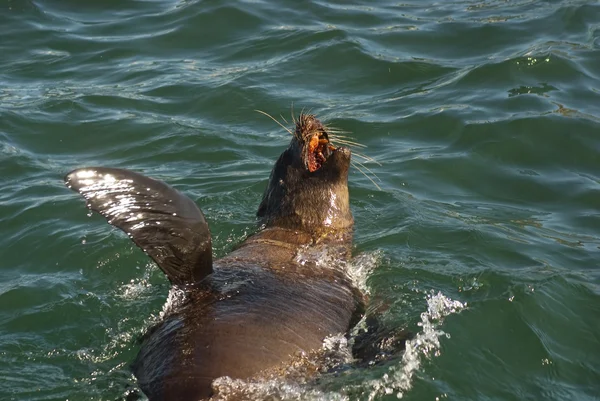 stock image Seal swimming in the sea
