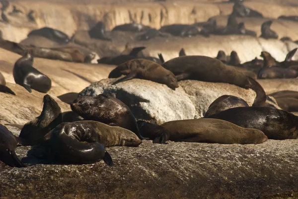 stock image Lots of seals