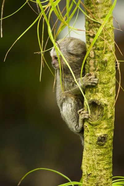 Обезьянка-мартышка на ветке — стоковое фото