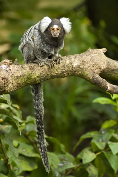 Macaco de escabeche em um ramo — Fotografia de Stock