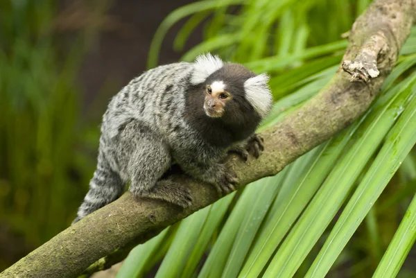 Marmoset monkey on a branch — Stock Photo, Image