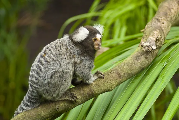 Mono Marmoset en una rama — Foto de Stock