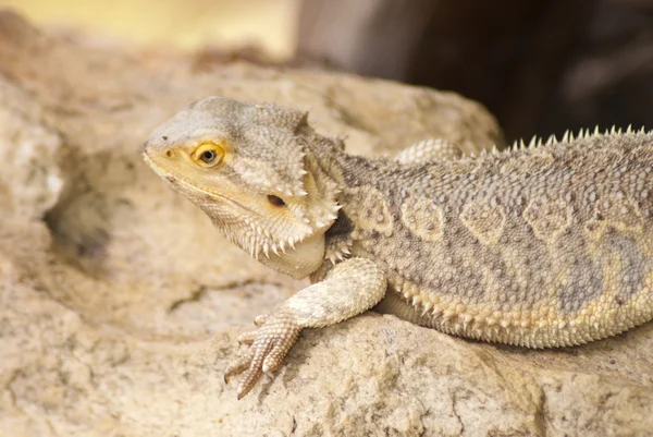 Brown lizzard — Stock Photo, Image
