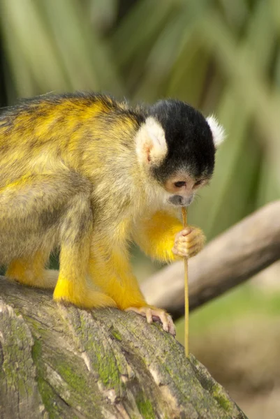 Marmoset monkey on a branch — Stock Photo, Image