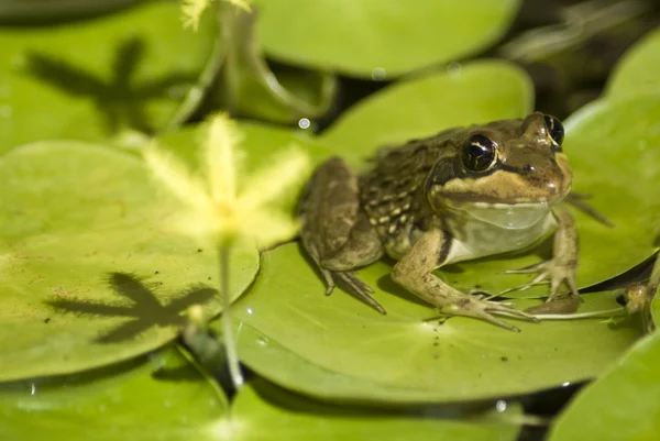 stock image Frog on large leaves