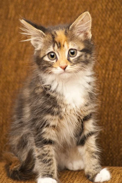 Kitten portret — Stockfoto