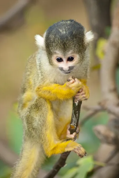 Mono Marmoset en una rama — Foto de Stock