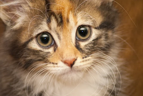 Retrato de gatito —  Fotos de Stock