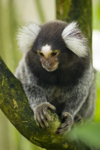 Macaco de escabeche em um ramo — Fotografia de Stock