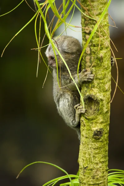 Baby Marmoset мавпи на гілці — стокове фото