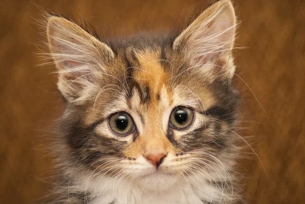Portret kotka — Zdjęcie stockowe