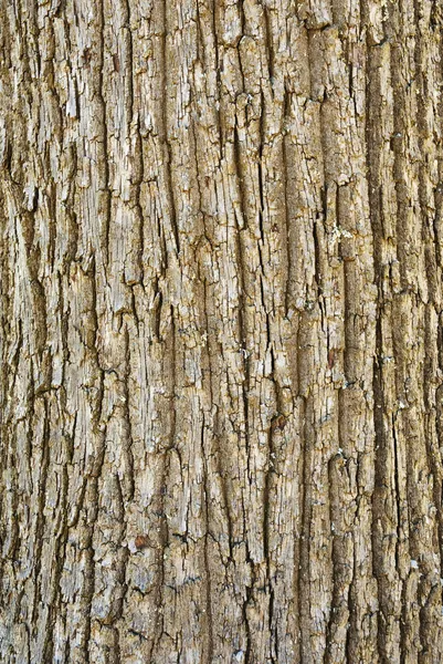 Texture of tree bark — Stock Photo, Image