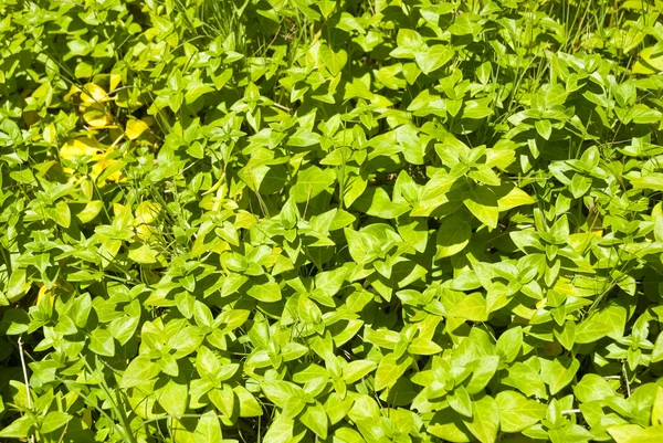 Groene planten als achtergrond — Stockfoto