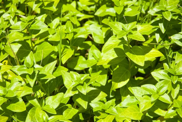 Grüne Pflanzen als Hintergrund — Stockfoto