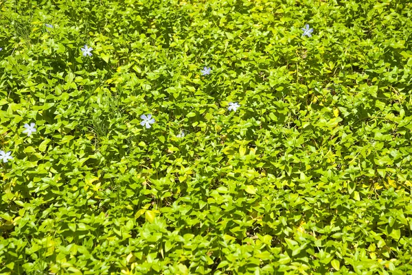 Gröna växter som bakgrund — Stockfoto