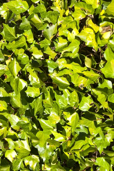 Зеленые растения в качестве фона — стоковое фото