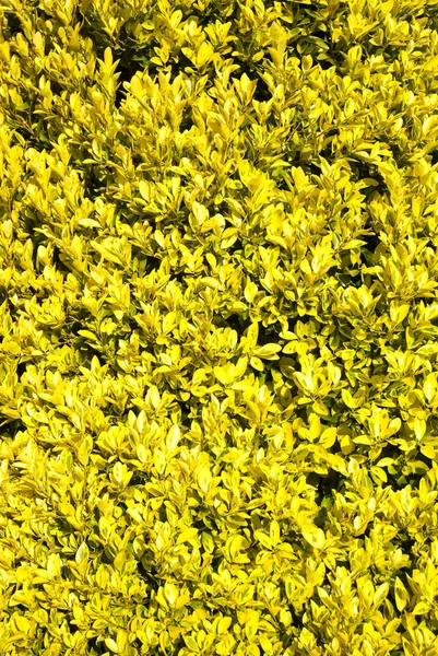 背景として黄色の植物 — ストック写真