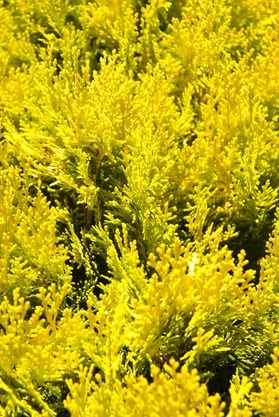 Plantas amarelas como fundo — Fotografia de Stock