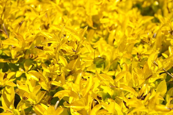 Plantas amarelas como fundo — Fotografia de Stock