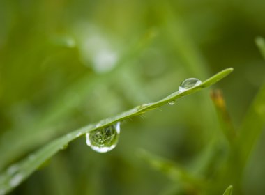 Droplet on a grass blade clipart