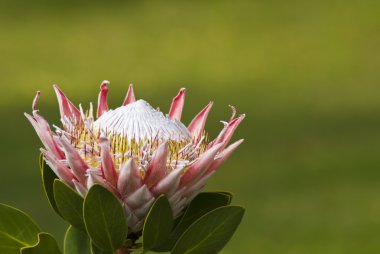 protea çiçek çiçeklenme