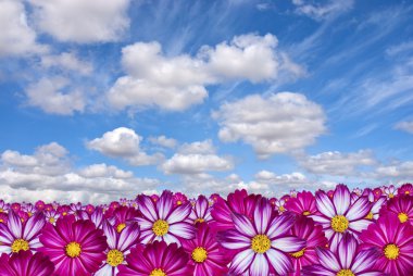 Pink flowers with clouds clipart