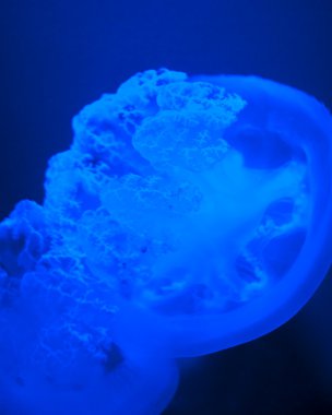 Tek mavi jellyfish