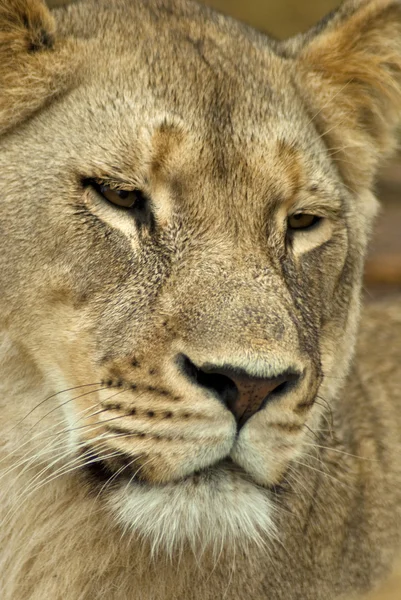 Female lion face — Stock Photo, Image