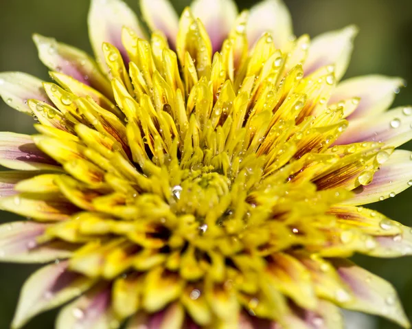 Gele bloem met druppels — Stockfoto