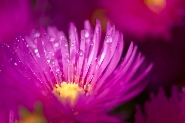 Nasse rosa Blume — Stockfoto
