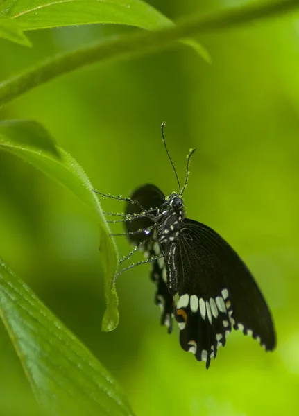Wet butterfly on leaf — Stock Photo, Image
