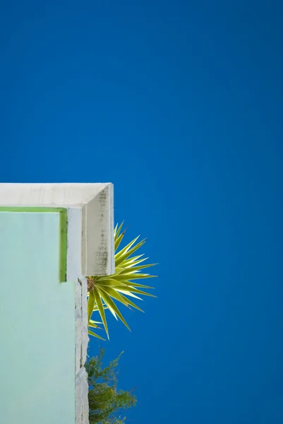 窓枠のヤシ科の植物 — ストック写真