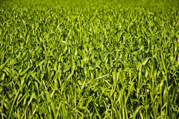 Grön vete eller korn blad — Stockfoto