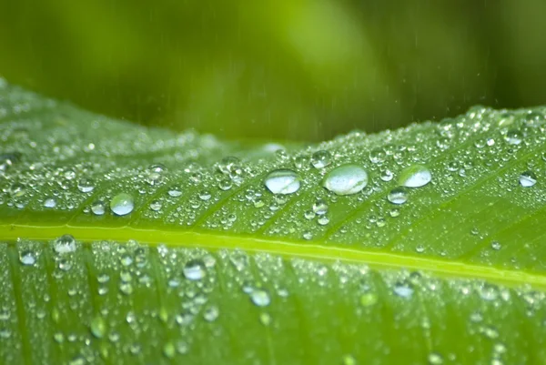 Gouttes de pluie sur une feuille verte — Photo