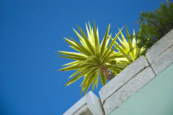 Palm závod v okenní parapet — Stock fotografie