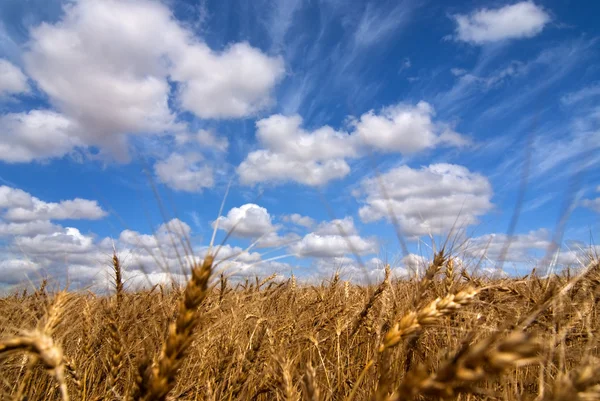 Campo de trigo en un día soleado — Foto de Stock