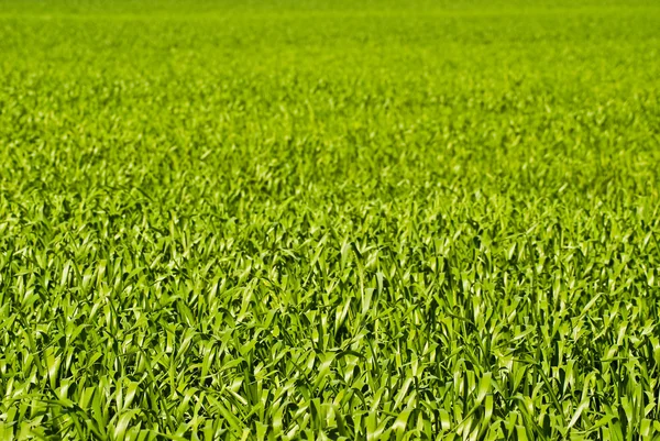 Grön vete eller korn blad — Stockfoto