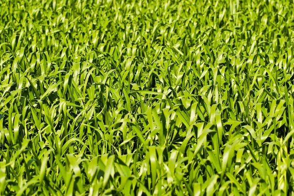 Green wheat or barley leaves — Stock Photo, Image