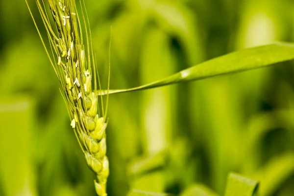 Cierre del tallo de trigo o cebada — Foto de Stock