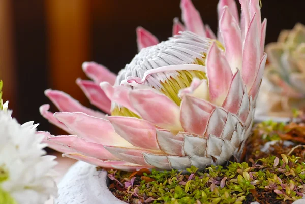 Stora blommande protea blomma — Stockfoto