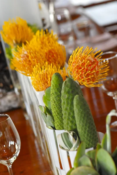 Protea flowera e pequenas plantas de cacto — Fotografia de Stock