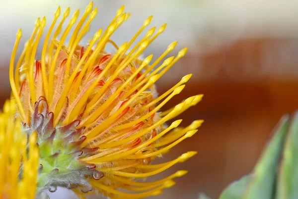Protea çiçek — Stok fotoğraf