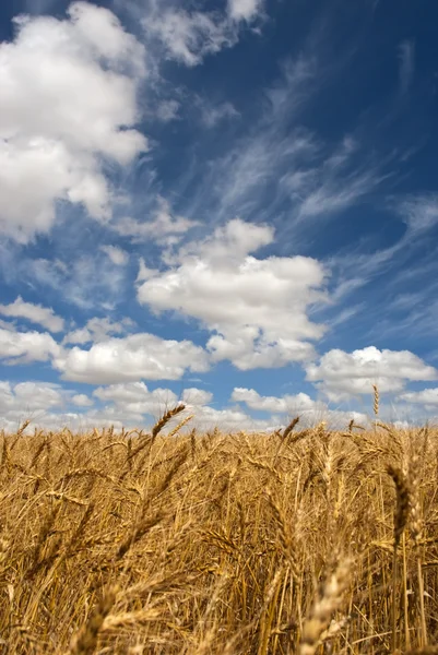 Пшеничне поле в сонячний день — стокове фото