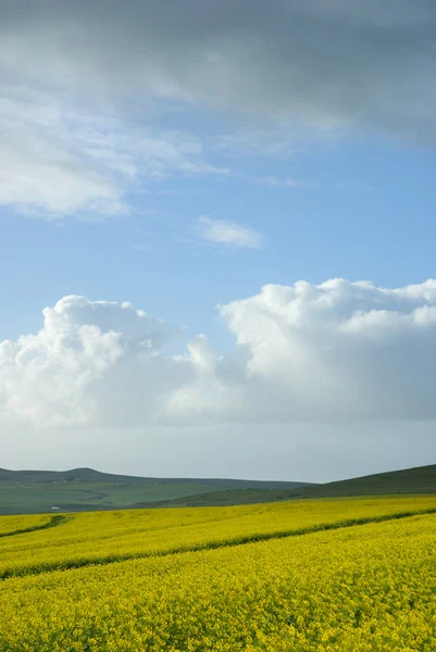 Поле Канолы с серыми облаками — стоковое фото