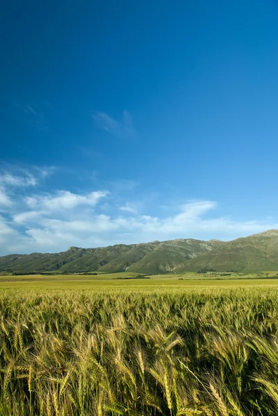 Groene tarwe of gerst veld — Stockfoto